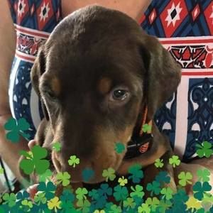 Meet your Posher, Susan